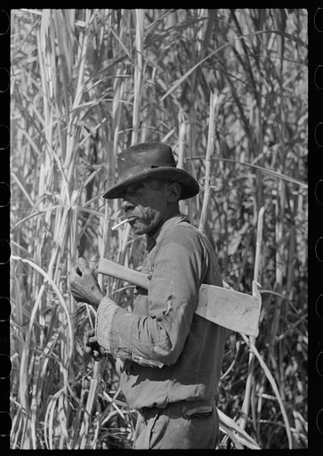Untitled photo, possibly related to: Sugarcane cutter and waterboy in field near New Iberia, Louisiana