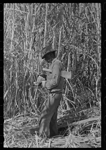 Negro sugarcane cutter rolling a cigarette in field near New Iberia, Louisiana