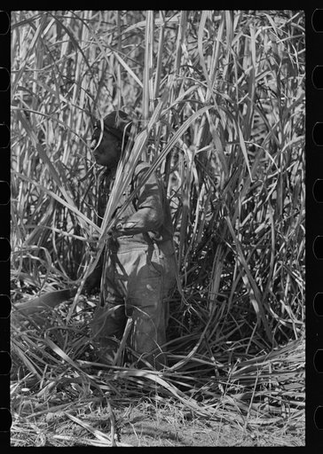 Untitled photo, possibly related to: Sugarcane cutter and waterboy in field near New Iberia, Louisiana