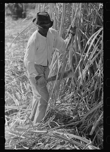 Untitled photo, possibly related to: Sugarcane cutter and waterboy in field near New Iberia, Louisiana