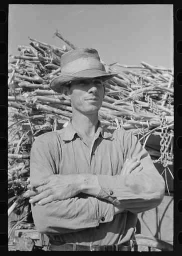 Sugarcane farmer, Delcambre, Louisiana