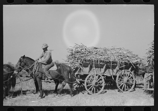 Farmer astride horse pulling sugarcane to railroad loading platform near Delcambre, Louisiana