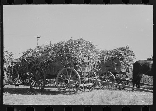 Untitled photo, possibly related to: Farmer astride horse pulling sugarcane to railroad loading platform near Delcambre, Louisiana