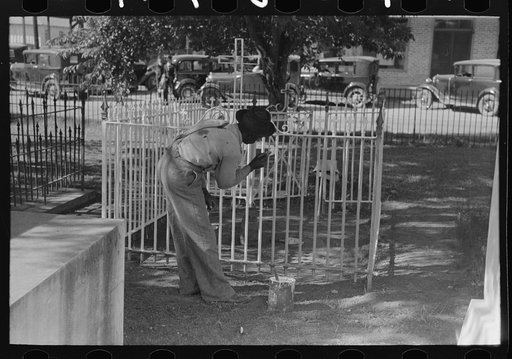 On All Saints' Day it is customary in Louisiana for fences to be painted and whitewashed. New Roads, Louisiana