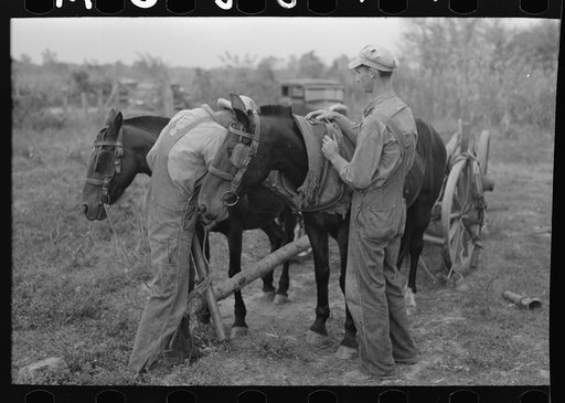 Father and son, farmers near Morganza, Louisiana, unhitching team. This family will receive assistance from the FSA (Farm Security Administration) shortly. Background photo