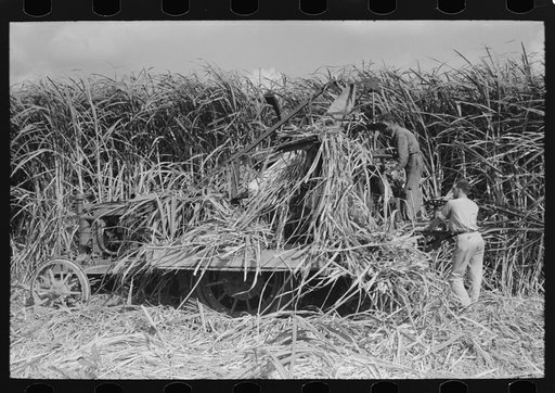 Untitled photo, possibly related to: Wurtele sugarcane harvester bogged down and out of temporary running condition, Mix, Louisiana