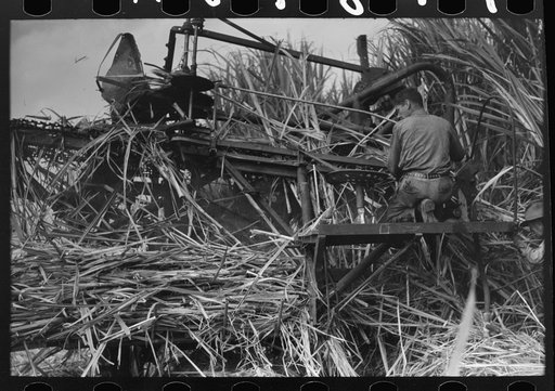 Untitled photo, possibly related to: Wurtele sugarcane harvester bogged down and out of temporary running condition, Mix, Louisiana