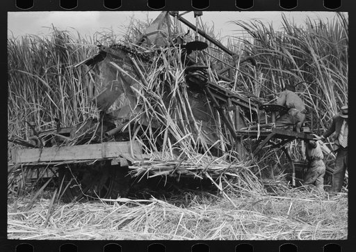 Untitled photo, possibly related to: Wurtele sugarcane harvester bogged down and out of temporary running condition, Mix, Louisiana