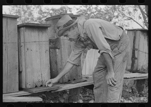 William E. Smith, farmer near Morganza, Louisiana, inspecting his beehives. He will receive FSA (Farm Security Administration) aid