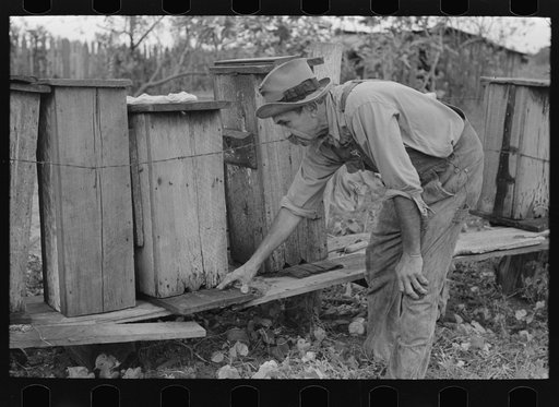 Untitled photo, possibly related to: William E. Smith, farmer near Morganza, Louisiana, inspecting his beehives. He will receive FSA (Farm Security Administration) aid
