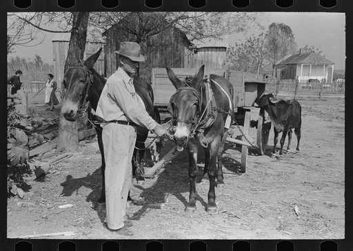 FSA (Farm Security Administration) client with mules, near Morganza, Louisiana