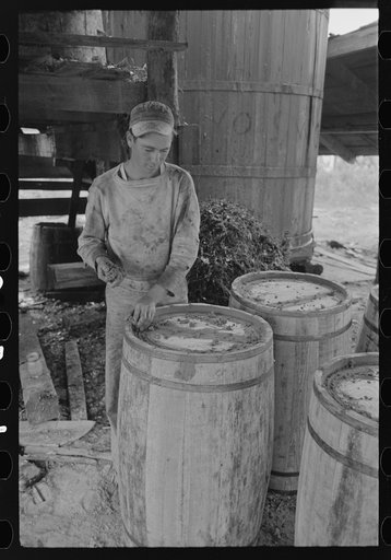 Worker at turpentine still caulking barrels for resin, State Line, Mississippi