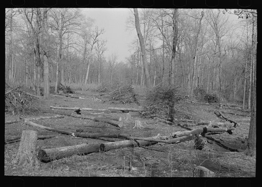 Land in process of clearing, Chicot Farms, Arkansas