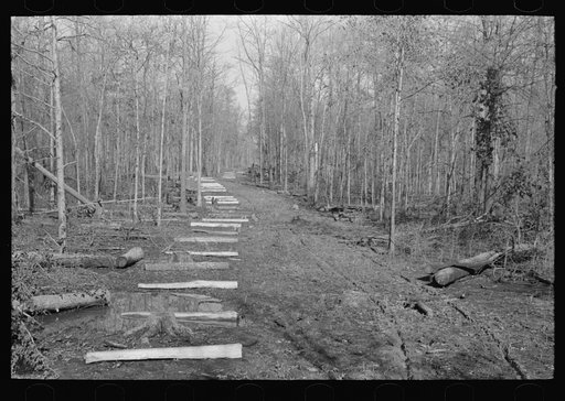 Fenceposts in lane through woods, ready to be set in place, Chicot Farms, Arkansas