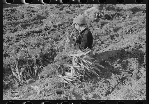 Young Mexican boy pulling and bunching carrots near Edinburg, Texas