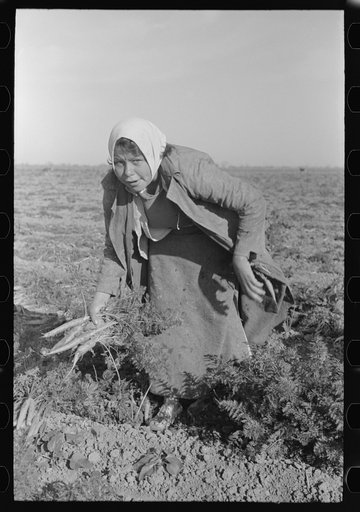 Mexican girl, carrot worker, near Edinburg, Texas