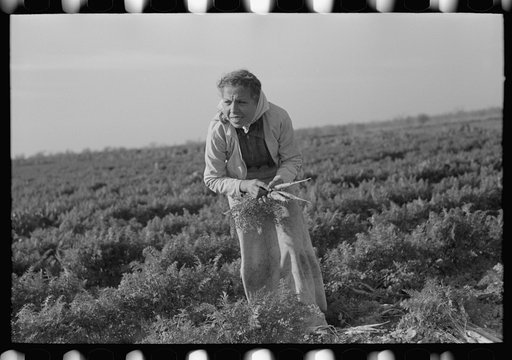 Untitled photo, possibly related to: Mexican girl, carrot worker, near Edinburg, Texas