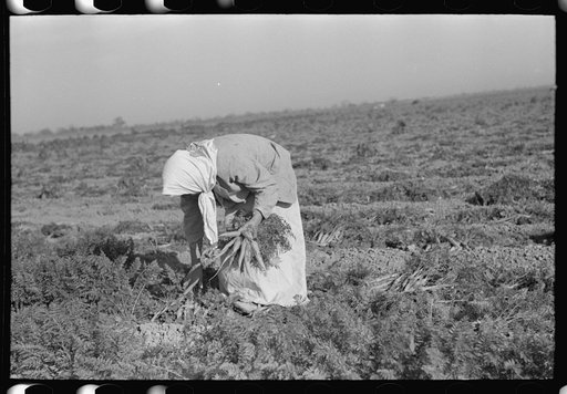 Untitled photo, possibly related to: Mexican girl, carrot worker, near Edinburg, Texas