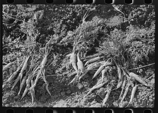 Freak and twisted carrots caused by defective seed. These carrots are not marketable but are excellent cattle food. Santa Maria, Texas