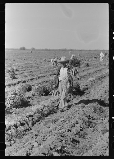 Untitled photo, possibly related to: Mexican carrot workers in field near Edinburg, Texas