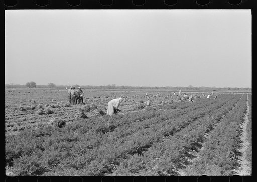 Untitled photo, possibly related to: Mexican carrot workers in field near Edinburg, Texas