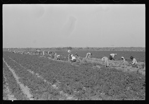Mexican carrot workers in field near Edinburg, Texas