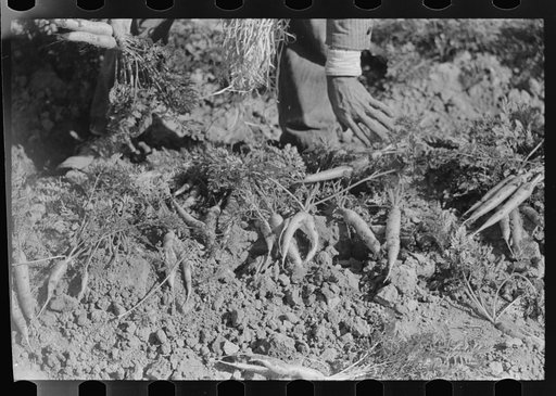 Untitled photo, possibly related to: Freak and twisted carrots caused by defective seed. These carrots are not marketable but are excellent cattle food. Santa Maria, Texas
