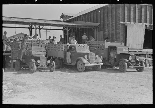 Truckload of cabbages backed up to vegetable packing shed, Alamo, Texas