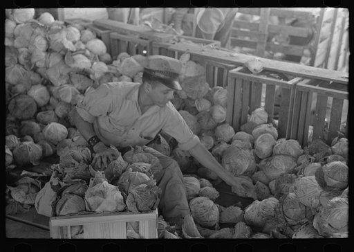 Untitled photo, possibly related to: Mexican cabbage packer, Alamo, Texas