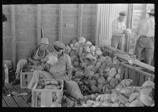 Untitled photo, possibly related to: Mexican cabbage packer, Alamo, Texas