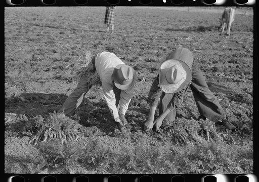 Pulling carrots near Santa Maria, Texas
