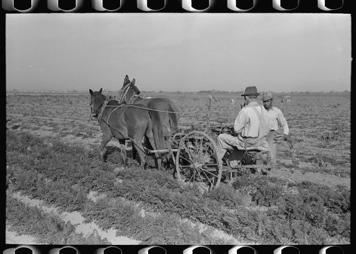 Loosening carrots from soil with plow before pulling in order to prevent breaking, near Santa Maria, Texas