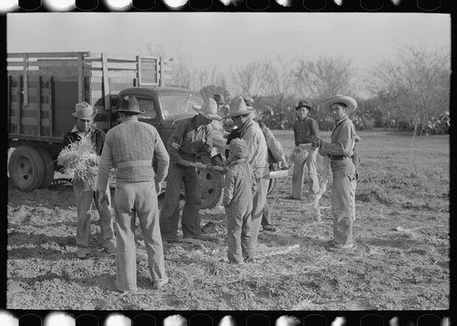 Group of Mexican laborers getting straw for tying carrots near Santa Maria, Texas