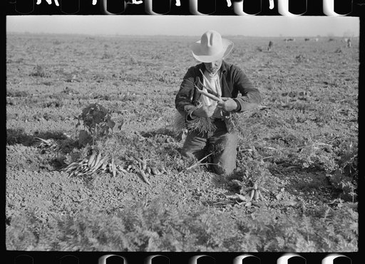 Carrot workers tying carrots into bunches in field near Santa Maria, Texas