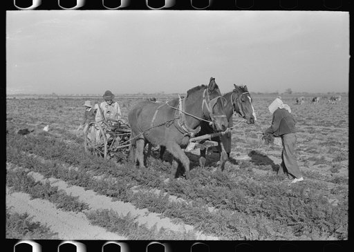 Loosening carrots from soil with plow before pulling in order to prevent breaking, near Santa Maria, Texas