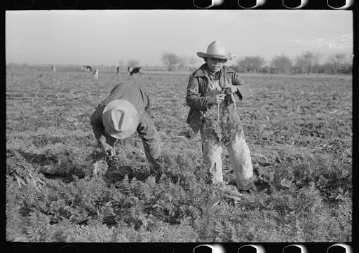 Pulling and tying carrots in field near Santa Maria, Texas