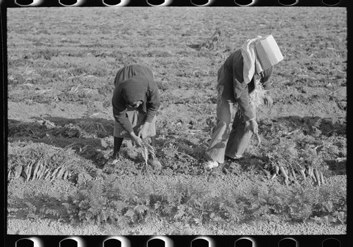 Pulling and tying carrots in field near Santa Maria, Texas