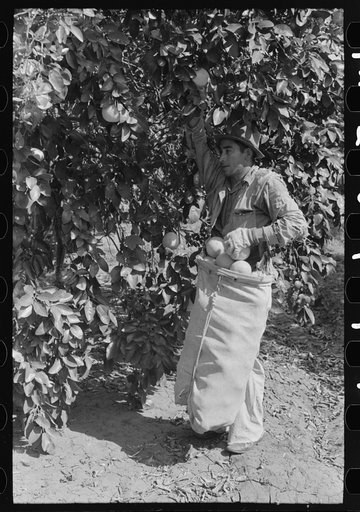 Untitled photo, possibly related to: Picking grapefruit near Weslaco, Texas