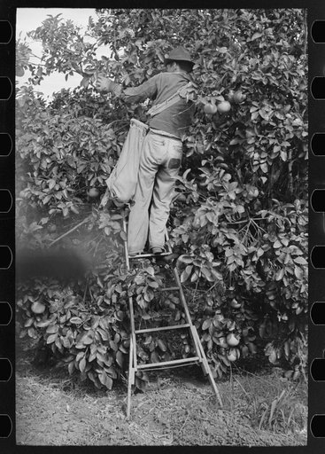 Picking grapefruit near Weslaco, Texas