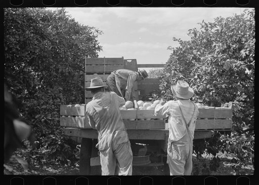 Loading boxes of grapefruit on truck, Weslaco, Texas