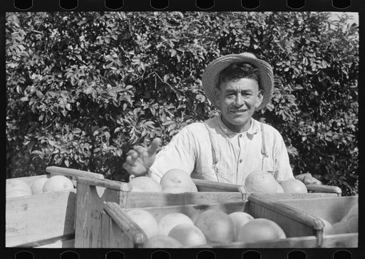 Mexican grapefruit worker near Weslaco, Texas