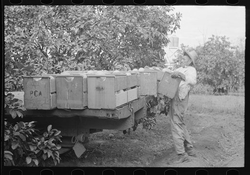 Loading boxes of grapefruit on truck, Weslaco, Texas