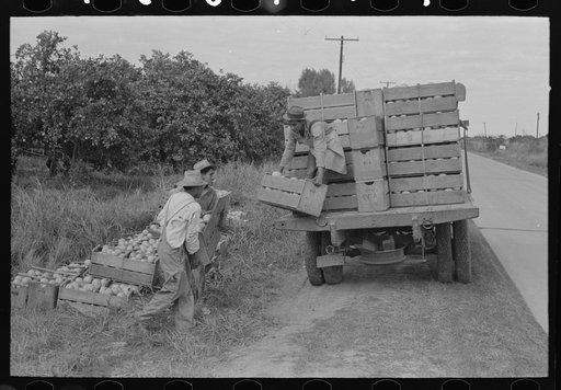 Loading boxes of grapefruit on truck, Weslaco, Texas