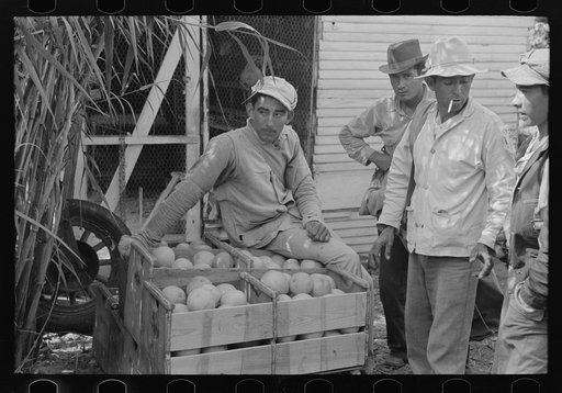 Mexican citrus workers near Weslaco, Texas