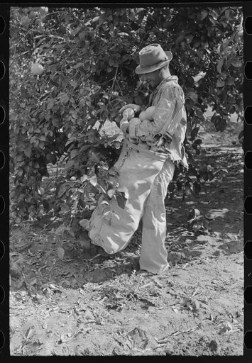 Picking grapefruit near Weslaco, Texas