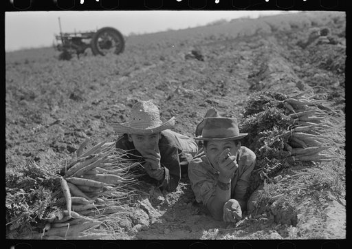 Untitled photo, possibly related to: Mexican carrot worker near Edinburg, Texas