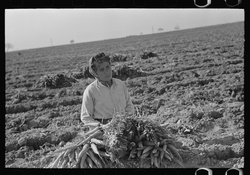 Mexican carrot worker near Edinburg, Texas