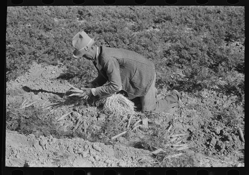 Pulling carrots near Edinburg, Texas