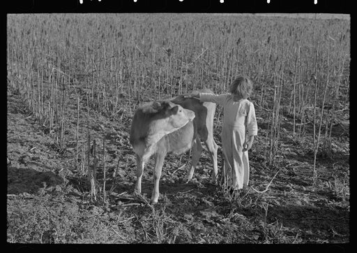 Little girl petting calf. Tenant purchase client near Weslaco, Texas