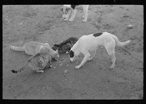 Dogs and cats eating together. Farm scene near Weslaco, Texas
